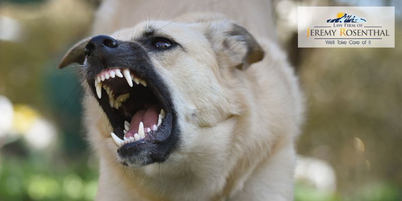 Best Denver Dog Bite Attorney Free Consultation